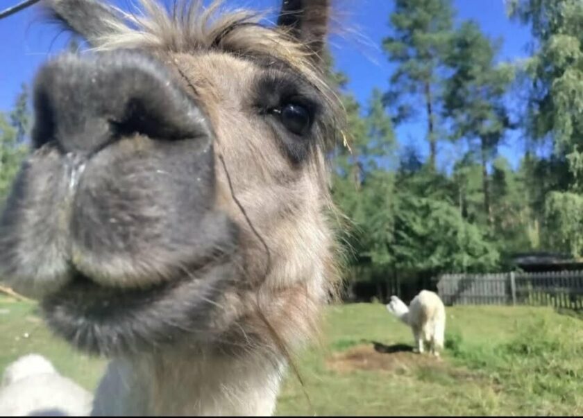 Lähikuva alpacasta aitauksessa. jonka takana toinen alpaca katselee vasemmalle.
