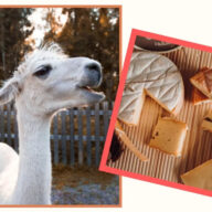 Kaksi kehystettyä kuvaa, joista ensimmäisessä alpaca, ja toisessa sveitsiläistä juustoa.